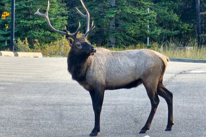 Full Day Private Tour Banff/Yoho Customized Sightseeing - Lake Louise deserves your full attention