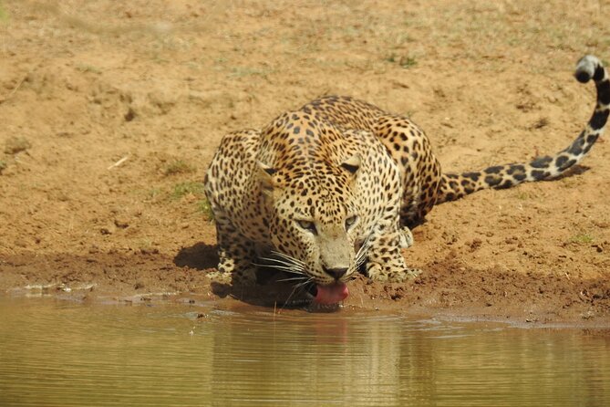 Full day Safari - Yala National Park - 04.30 am to 06.00 pm with - Janaka safari - Why a full day matters at Yala
