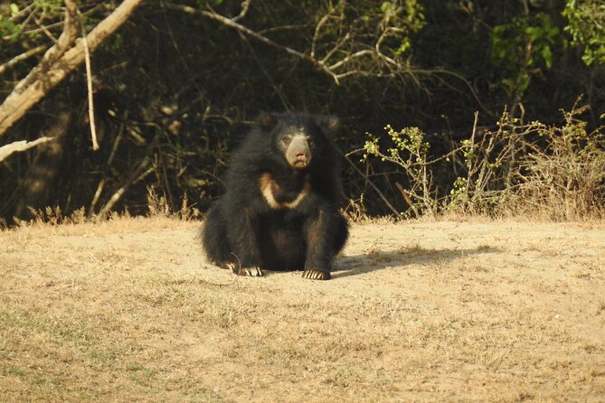 Full day Safari - Yala National Park - 04.30 am to 06.00 pm with - Janaka safari - Guides Su, Darshana, and Sudu