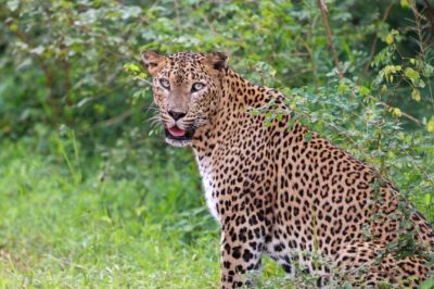 Full day Safari – Yala National Park – 04.30 am to 06.00 pm with – Janaka safari