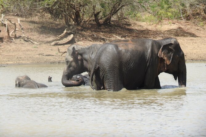 Full day Safari - Yala National Park - 04.30 am to 06.00 pm with - Janaka safari - More than leopards: the park’s wider cast