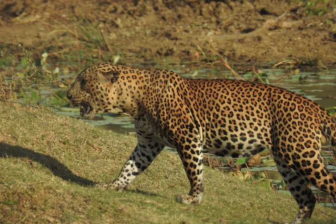 Full day Safari - Yala National Park - 04.30 am to 06.00 pm with - Janaka safari - The jeep, group size, and comfort