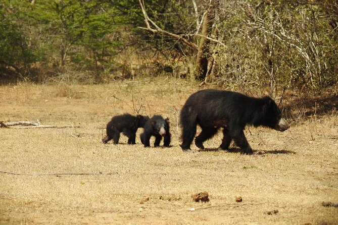 Full day Safari - Yala National Park - 04.30 am to 06.00 pm with - Janaka safari - Handling rain, crowds, and slow periods