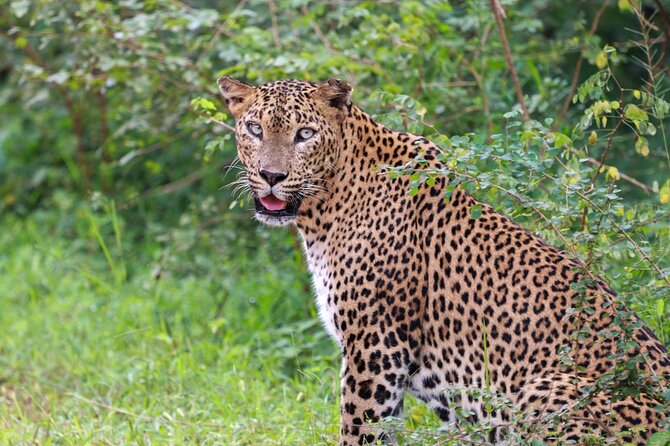 Full day Safari - Yala National Park - 04.30 am to 06.00 pm with - Janaka safari - Searching for Yala’s leopard