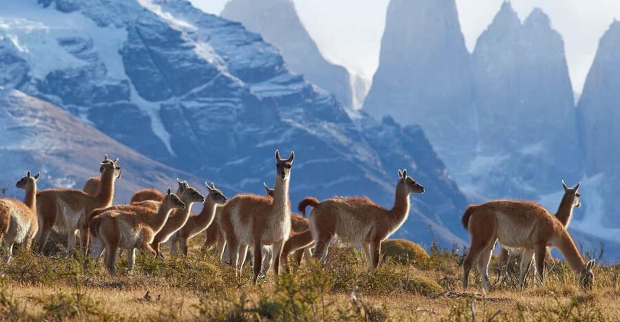 Full-Day Torres del Paine National Park from El Calafate - Grey Glacier and the short walks