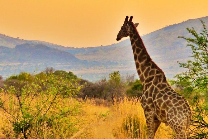 Full Day Ultimate Pilanesberg National Park Safari from Johannesburg or Pretoria - The afternoon drive adds time when conditions change