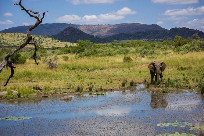 Full Day Ultimate Pilanesberg National Park Safari from Johannesburg or Pretoria - Is $159.89 a fair price?