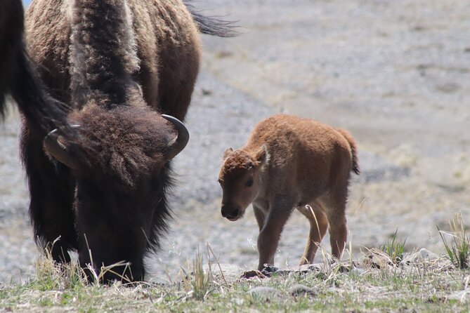 Full Day Yellowstone National Park Tour with lunch included - Hayden Valley is your best chance for wildlife