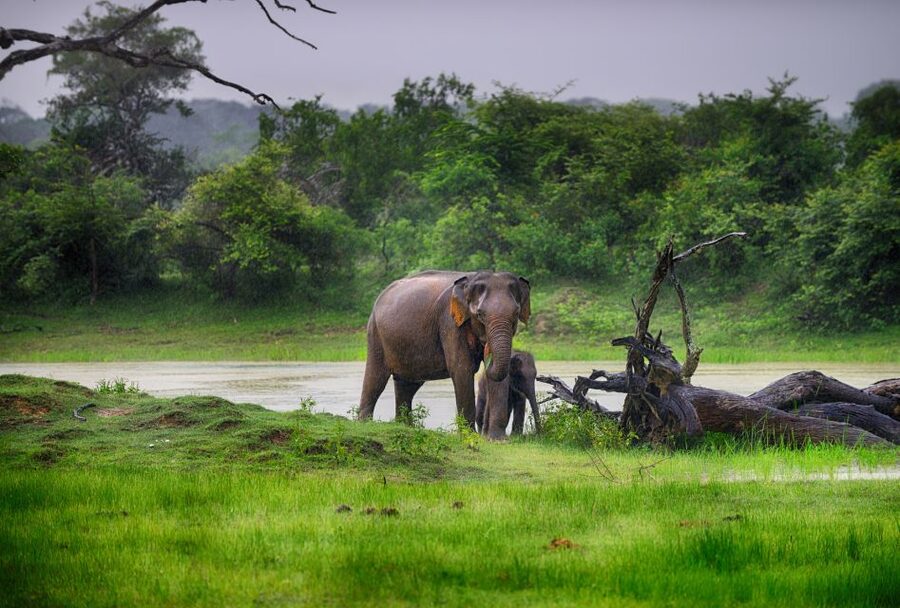 Galle/Unawatuna/Weligama/Mirissa: Yala National Park Safari - Should you book this Yala safari?