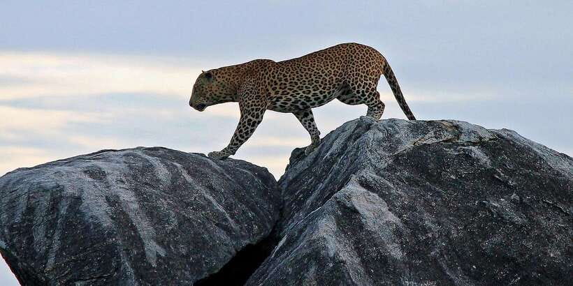 Galle/Unawatuna/Weligama/Mirissa: Yala National Park Safari - Small choices that can improve your day