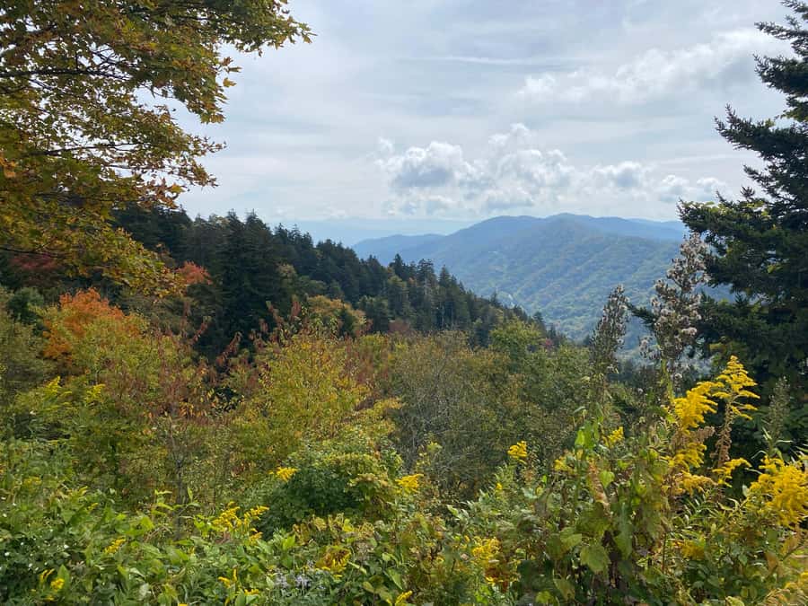 Gatlinburg: Great Smoky Mountains National Park Classic Tour - The value of $85 per person