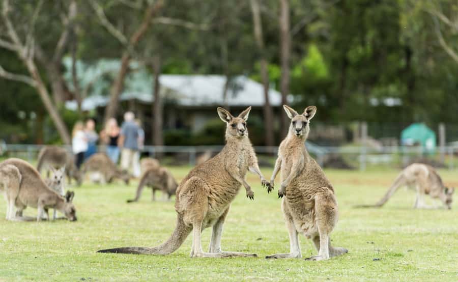 Grampians National Park Small-Group Eco Day Tour - The return drive is part of the bargain