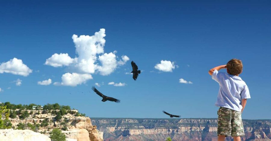 Grand Canyon: Morning Off-Road Safari with Skip the Gate - Key points to know before booking