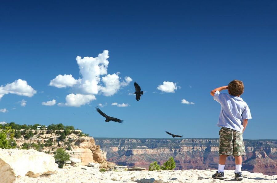 Grand Canyon: Morning Off-Road Safari with Skip the Gate - Why the 4x4 route matters