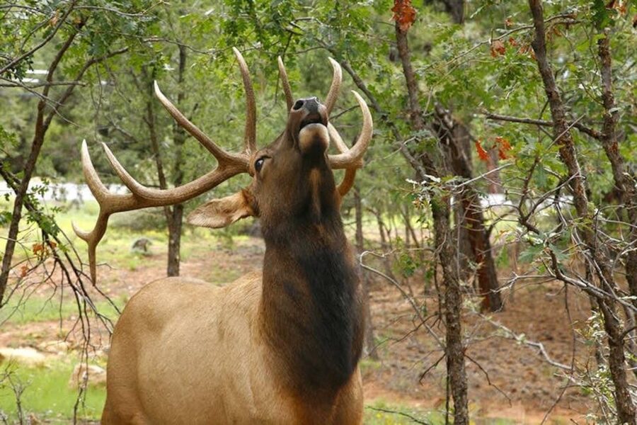Grand Canyon National Park: 2-Hour Small-Group Hummer Tour - Wildlife and the living park