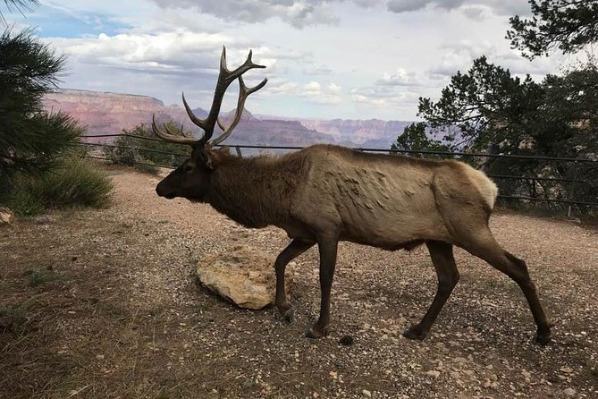 Grand Canyon Signature Hummer Tour with Optional Sunset Views - Why this Hummer tour works for a short Grand Canyon visit