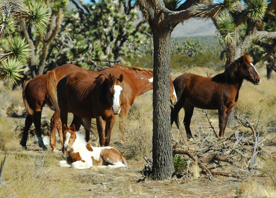 Grand Canyon West 5-in-1 Tour with Rim Lunch From Las Vegas - Key things to know before booking