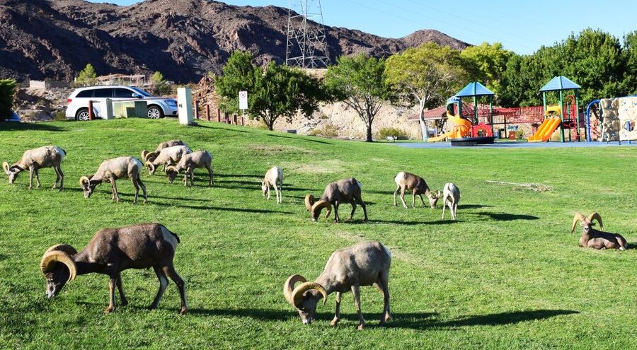 Grand Canyon West & Hoover Dam Combo Tour - The Long Day Requires Some Planning