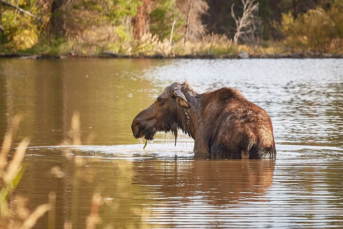 Grand Teton Half Day Tour - What wildlife viewing is really like