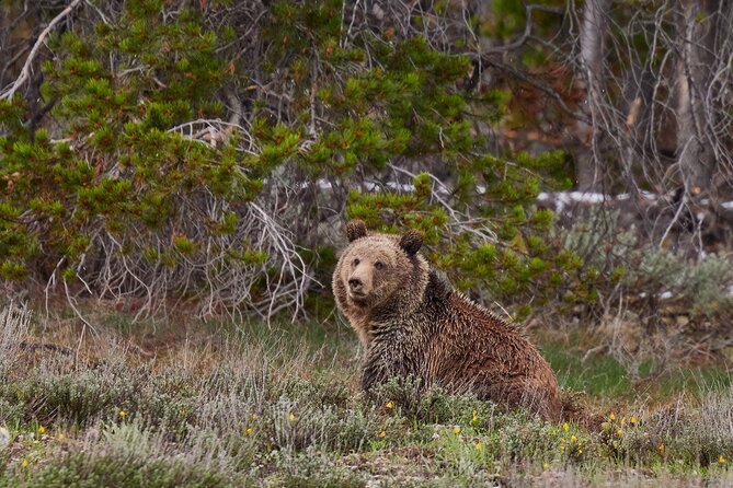 Grand Teton Half Day Tour - Price, timing, and who gets good value