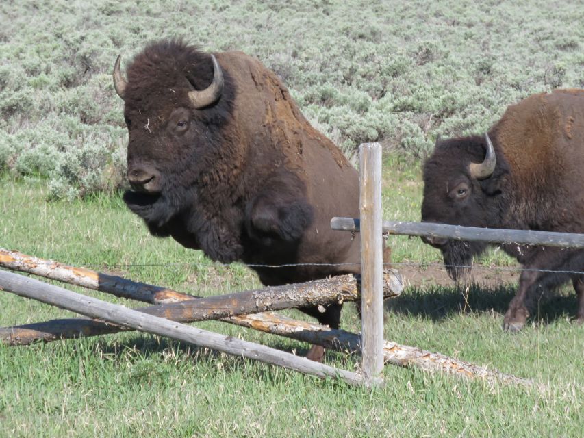 Grand Teton National Park: Full-Day Tour with Boat Ride - Why the guide makes the price easier to judge