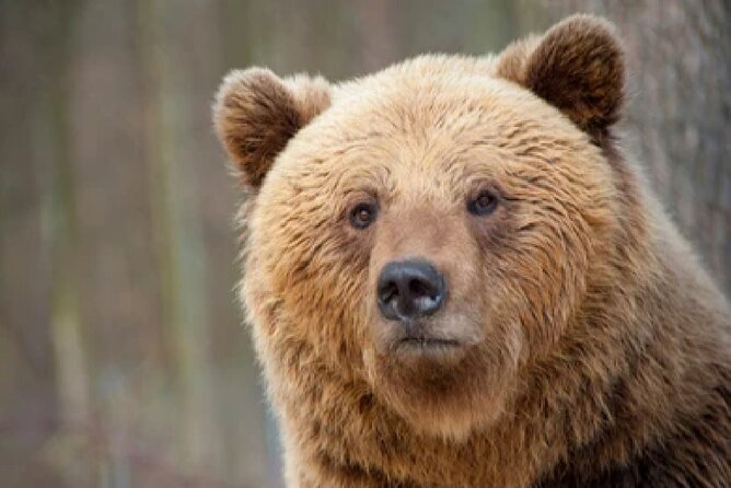 Grand Teton Wildlife Safari in a Enclosed or Open-Air Vehicle (season dependent) - The mountain and river scenery fills the gaps