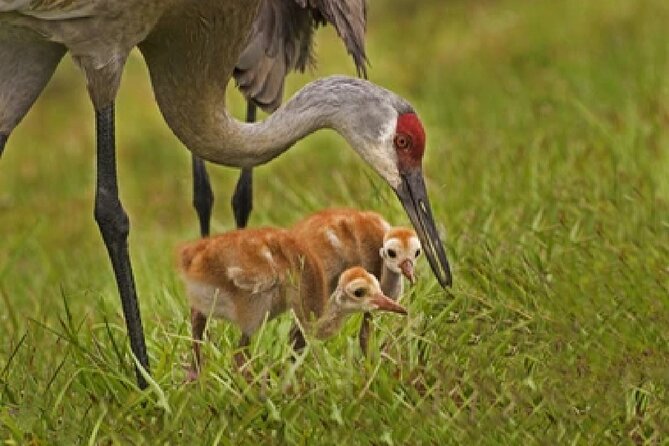 Grand Teton Wildlife Safari in a Enclosed or Open-Air Vehicle (season dependent) - What makes the guides worth paying for