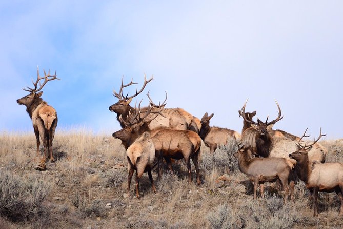 Grand Teton Wildlife Safari in a Enclosed or Open-Air Vehicle (season dependent) - Who should book this safari?