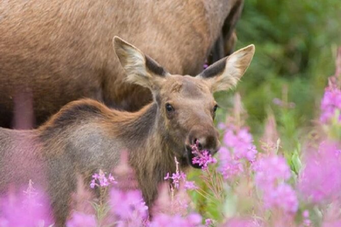 Grand Teton Wildlife Safari in a Enclosed or Open-Air Vehicle (season dependent) - Choosing the right vehicle and clothing