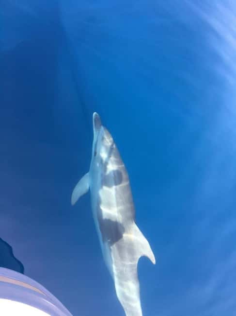 Gulf of Porto: Visit the Calanques de Piana and/or Scandola Reserve - What makes Scandola different