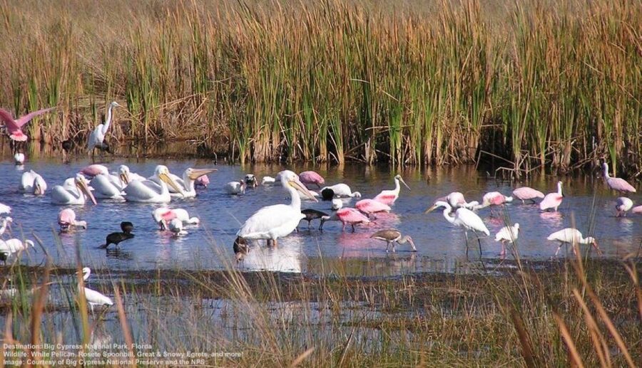 Half-Day Everglades Airboat Tours and Transportation - From Miami Beach to the River of Grass