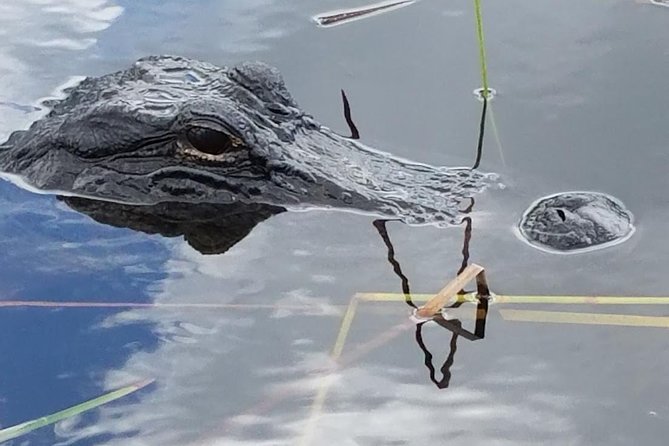 Half-day Everglades National Park Tour and 1-Hour Air Boat Ride - Why this half-day Everglades tour works