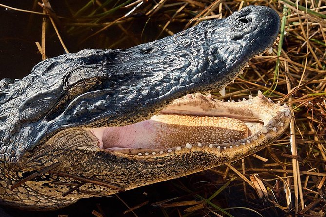 Half-day Everglades National Park Tour and 1-Hour Air Boat Ride - The one-hour airboat ride near Miccosukee country