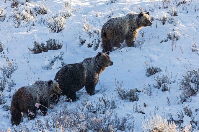 Half Day Grand Teton Wildlife Safari Tour - National Elk Refuge: a close look at seasonal wildlife