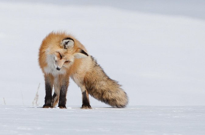 Half Day Grand Teton Wildlife Safari Tour - Moose Wilson Road: forest, water, and a different search