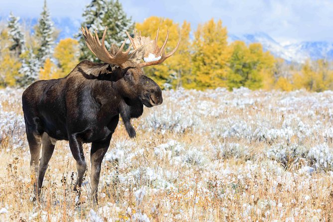 Half Day Grand Teton Wildlife Safari Tour - Grand Teton National Park: mountain scenery and changing access