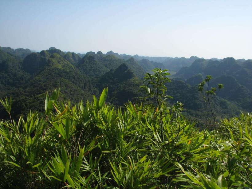 Half Day Hiking to Cat Ba National Park with a Guide - Why this four-hour trip works well on Cat Ba