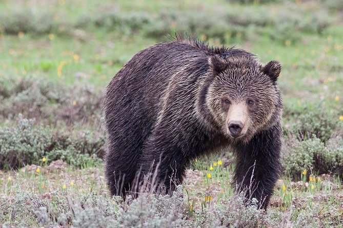 Half-Day Wildlife Safari Tour in Grand Teton National Park - Key points to know before you book