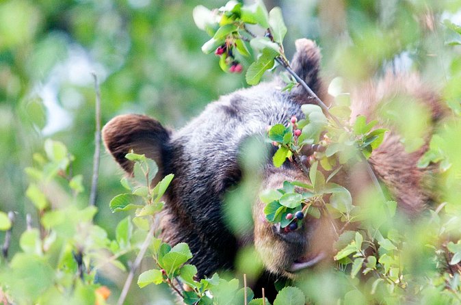 Half-Day Wildlife Safari Tour in Grand Teton National Park - Moose Wilson Road: a strong chance for forest wildlife