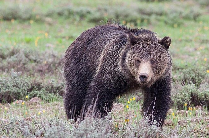 Half-Day Wildlife Safari Tour in Grand Teton National Park - Grand Teton National Park: scenery and animal watching together