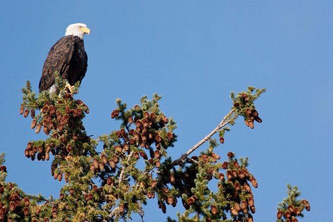 Half-Day Wildlife Safari Tour in Grand Teton National Park - Mormon Row: old buildings with a famous mountain setting