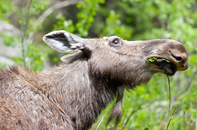 Half-Day Wildlife Safari Tour in Grand Teton National Park - Jackson Hole visitor center and the return route