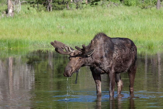 Half-Day Wildlife Safari Tour in Grand Teton National Park - National Elk Refuge: an easy first look at open-country wildlife