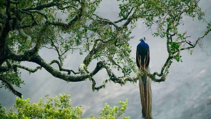 Hambantota Port: Yala National Park Safari (Shore Excursion) - Key points before you book