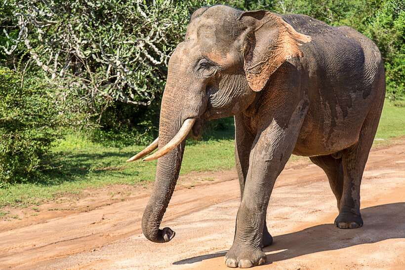 Hambantota Port: Yala National Park Safari (Shore Excursion) - The 4x4 jeep and the safari route
