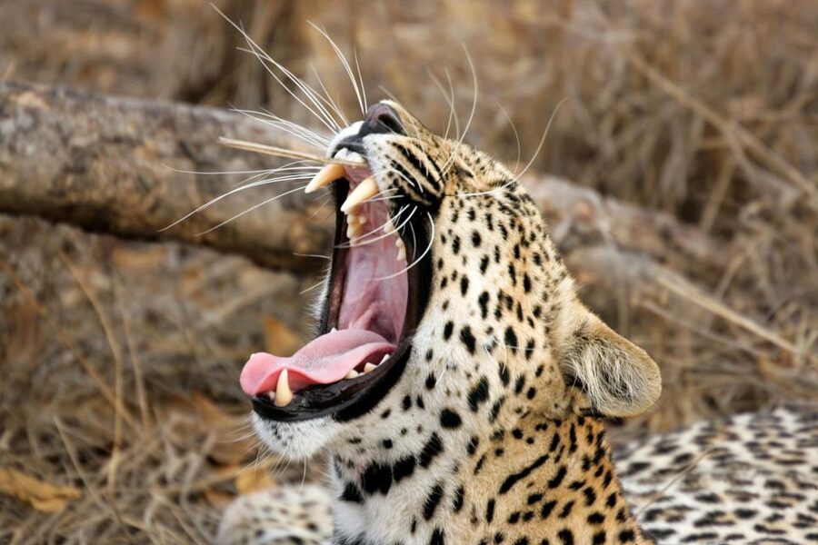 Hambantota Port: Yala National Park Safari (Shore Excursion) - What you might see inside Yala