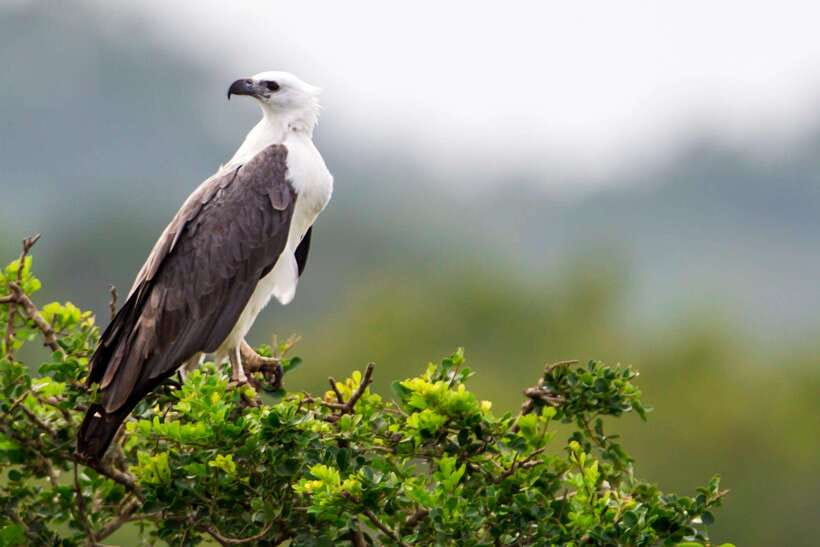 Hambantota Port: Yala National Park Safari (Shore Excursion) - The park scenery and conservation angle