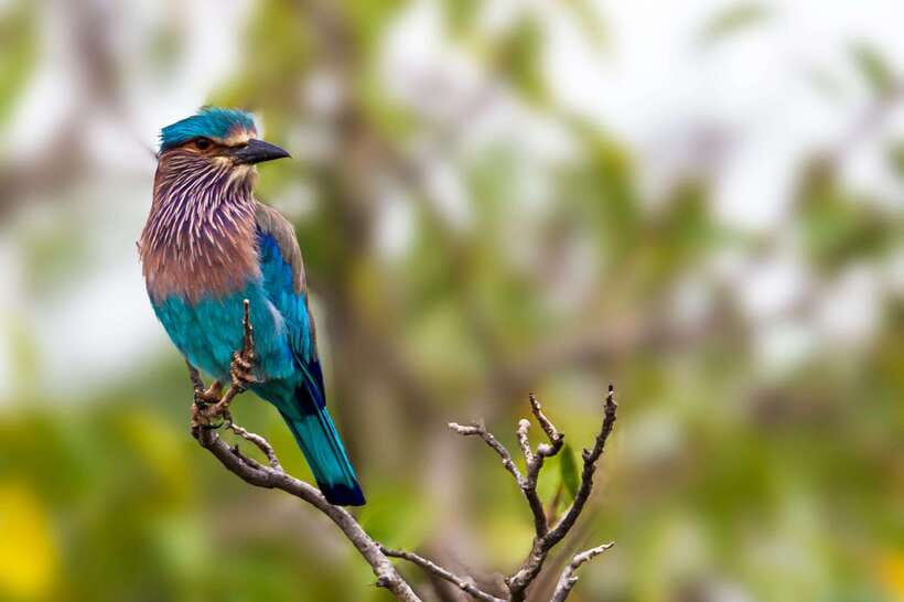 Hambantota Port: Yala National Park Safari (Shore Excursion) - Is $49 a fair price?