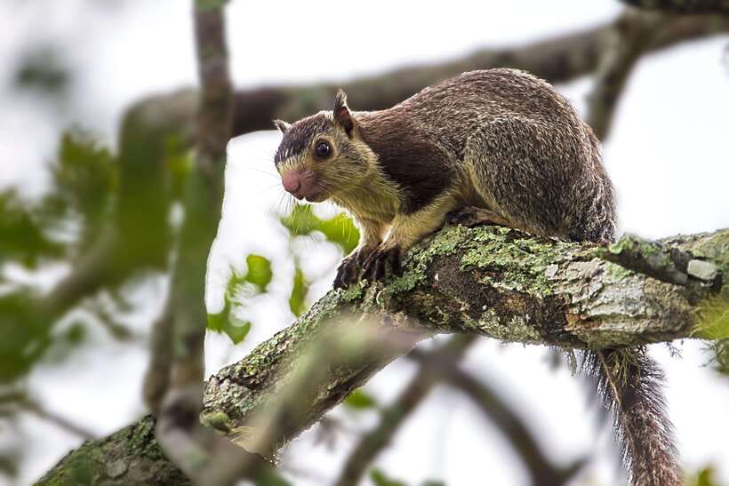 Hambantota Port: Yala National Park Safari (Shore Excursion) - The communication question