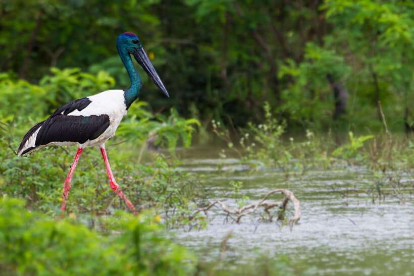 Hambantota Port: Yala National Park Safari (Shore Excursion) - Timing and cruise-port caution